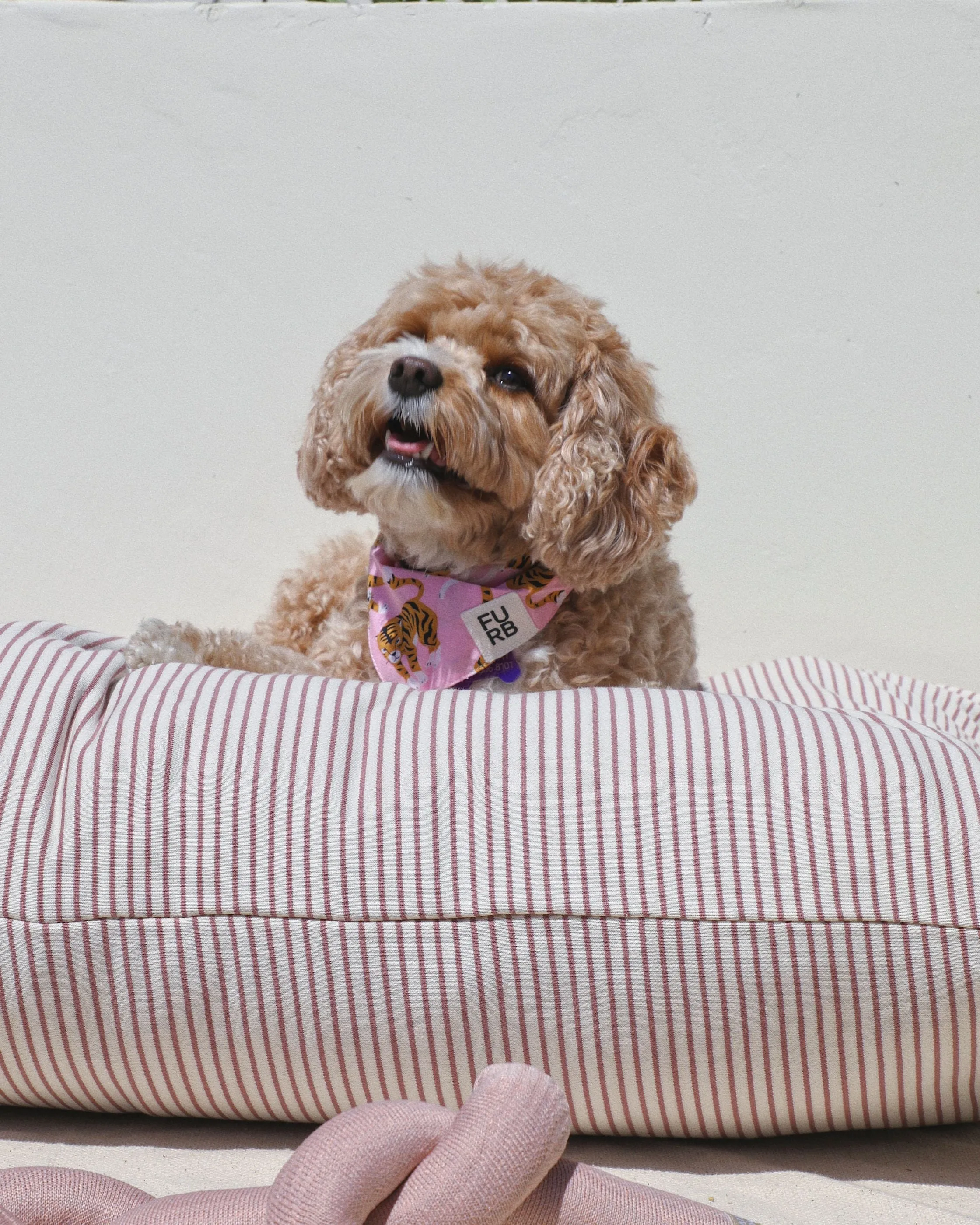 Hello Sailor Dark Rose Striped Dog Bed