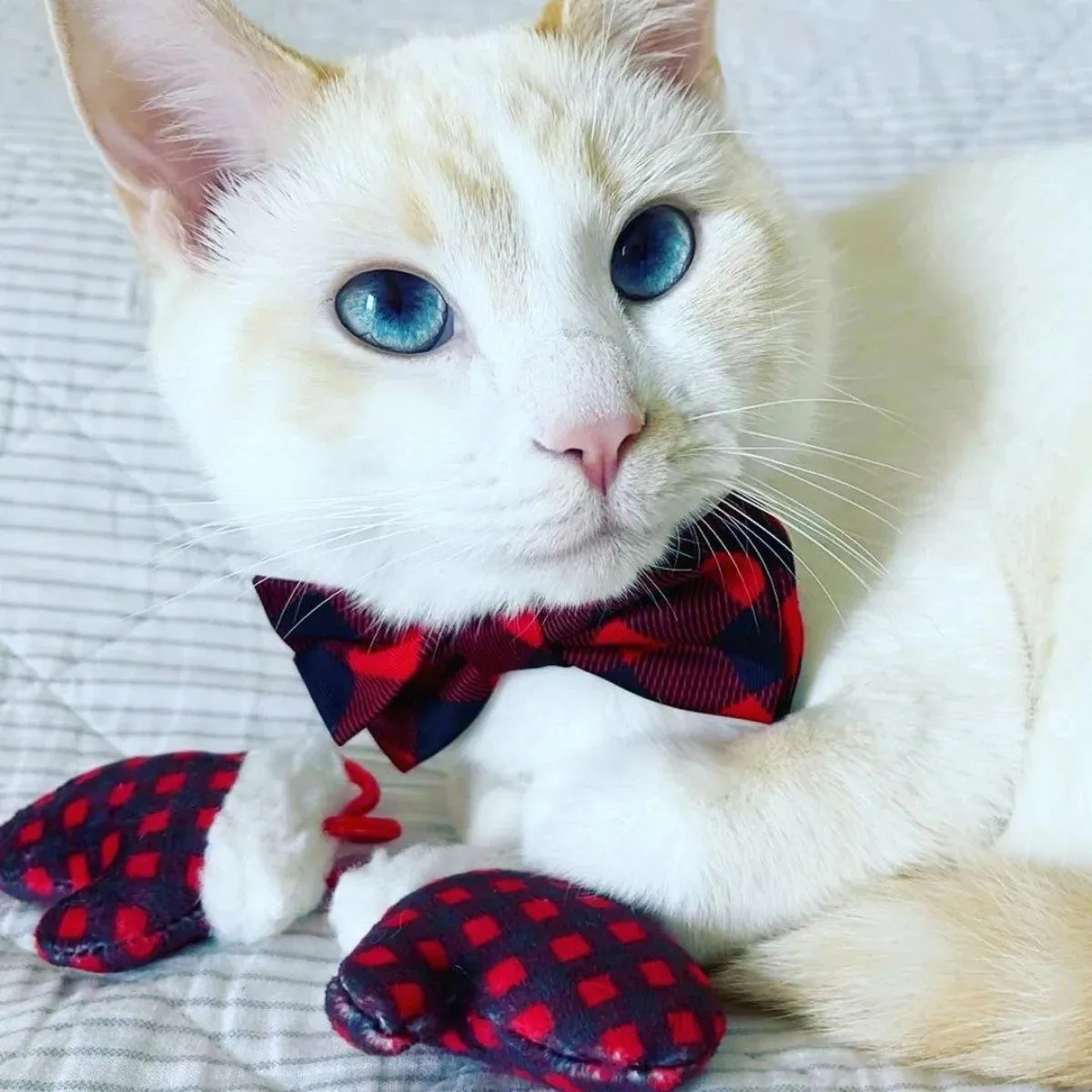 Huxley & Kent Cat Toy Holiday Mittens for Kittens