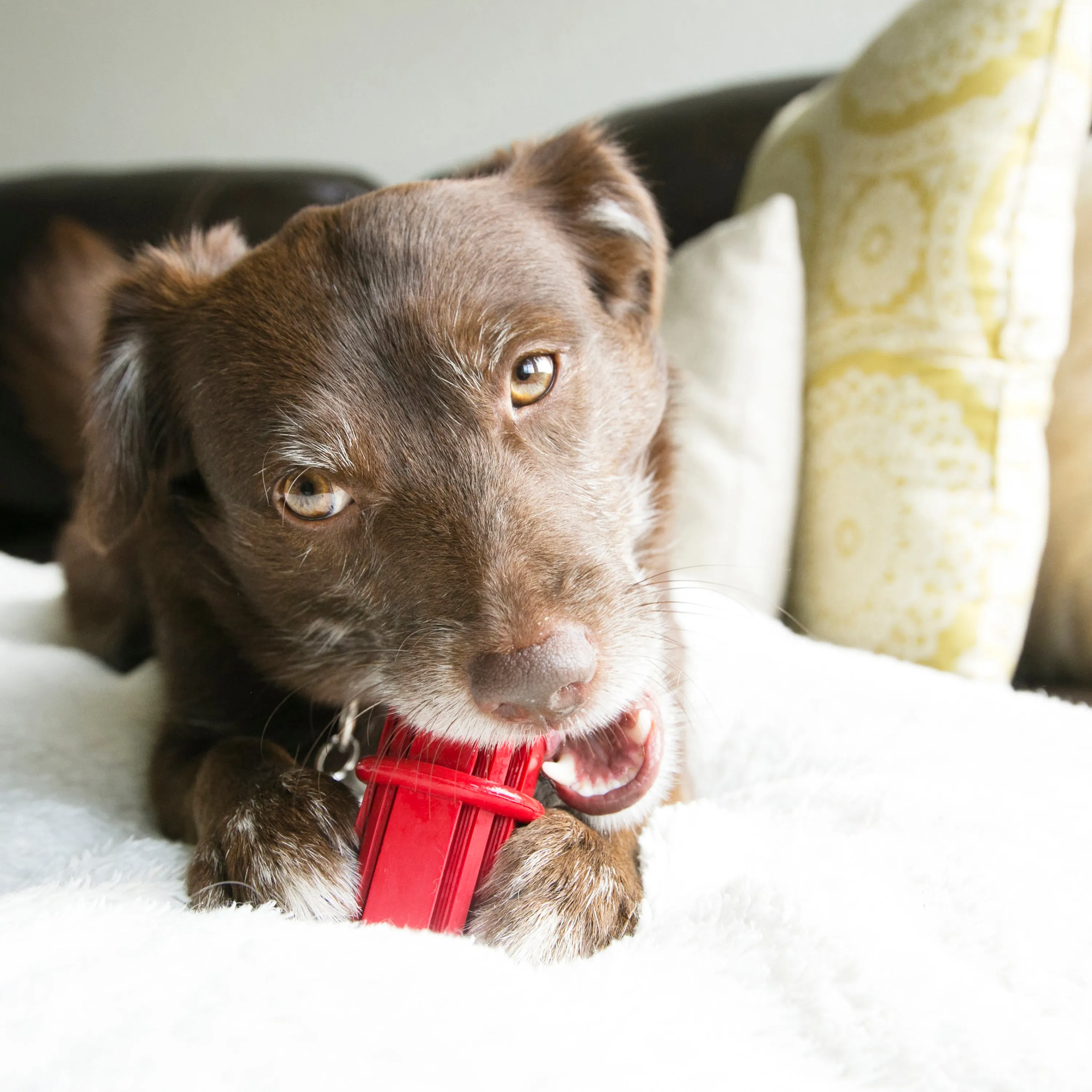 KONG | Classic Red Rubber Dog Chew Toy | Dental Stick