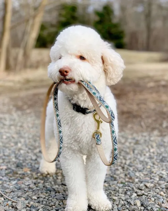 Leash | Gordon Plaid