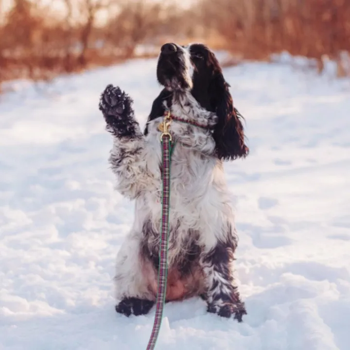 Leash | Sparkle Plaid