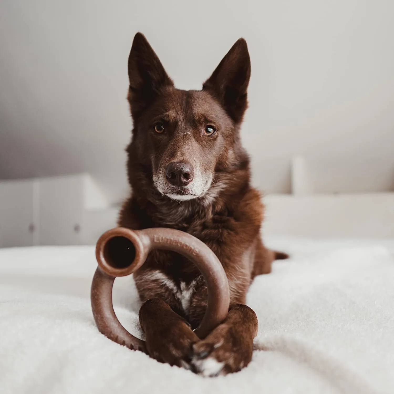 Real Bacon Medium 4-Pack Durable Dog Chew Toys for Aggressive Chewers, Made in USA  Wishbone, Ring Stuffer, Dental Chew, Stick