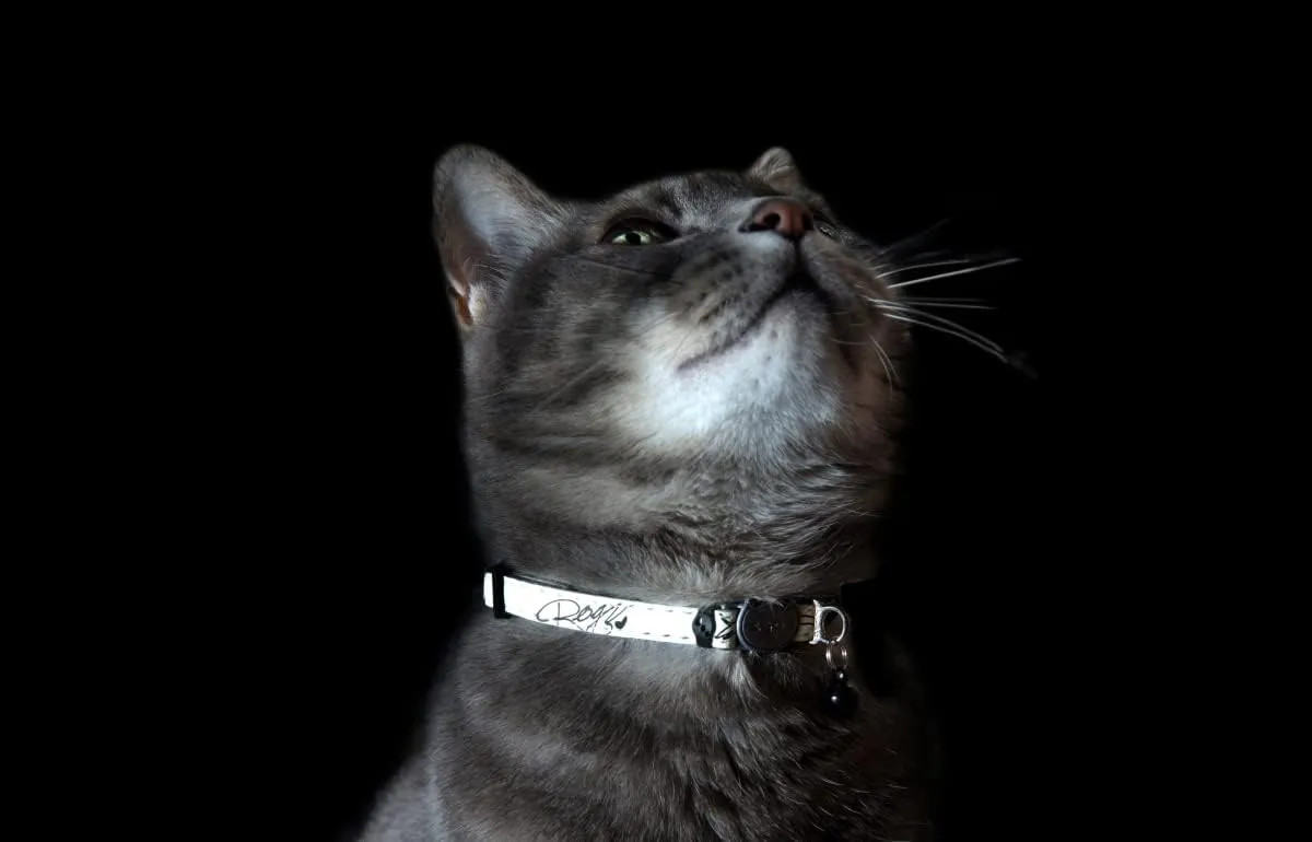 Rogz Glow in the Dark Reflective Cat Collar with Breakaway Clip and Removable Bell, fully adjustable to fit most breeds, Jumping Black Cat Design