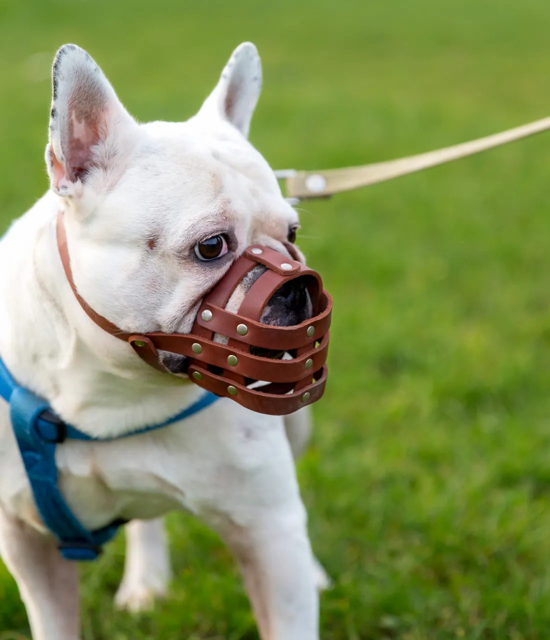 Rubber mouth basket
