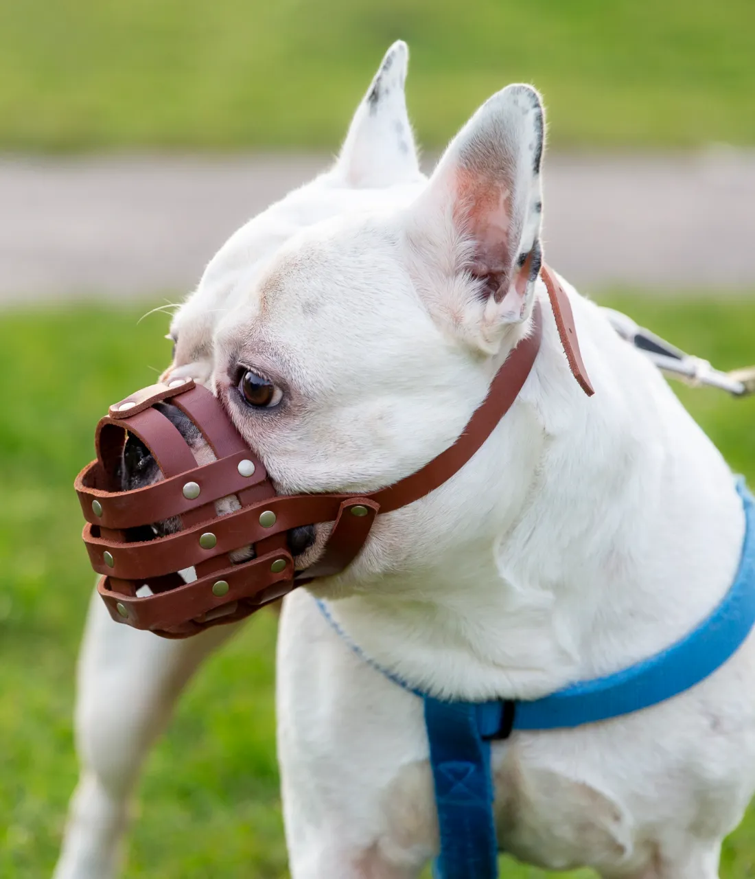 Rubber mouth basket