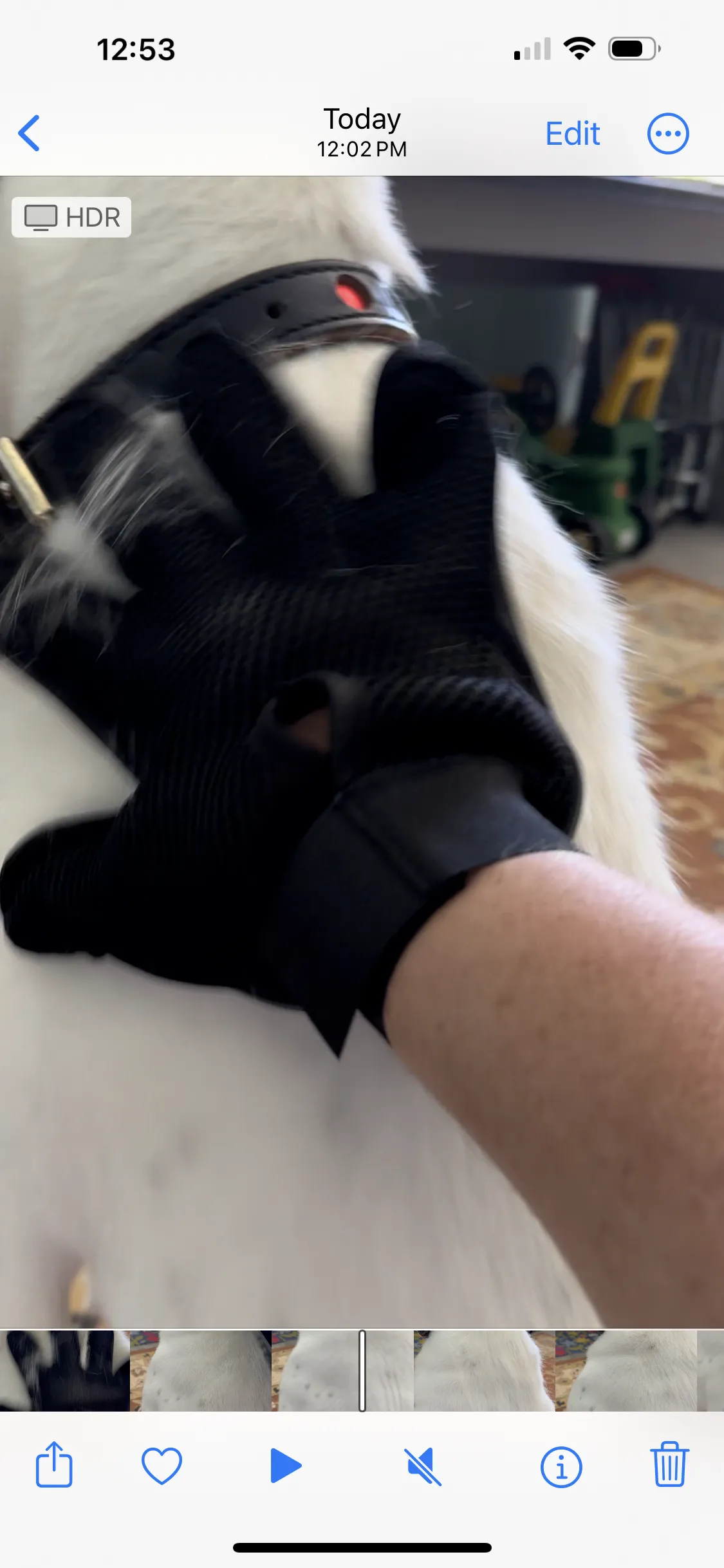 Safari Grooming Glove